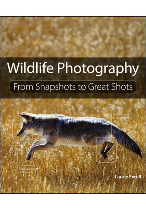 Wildlife Photography