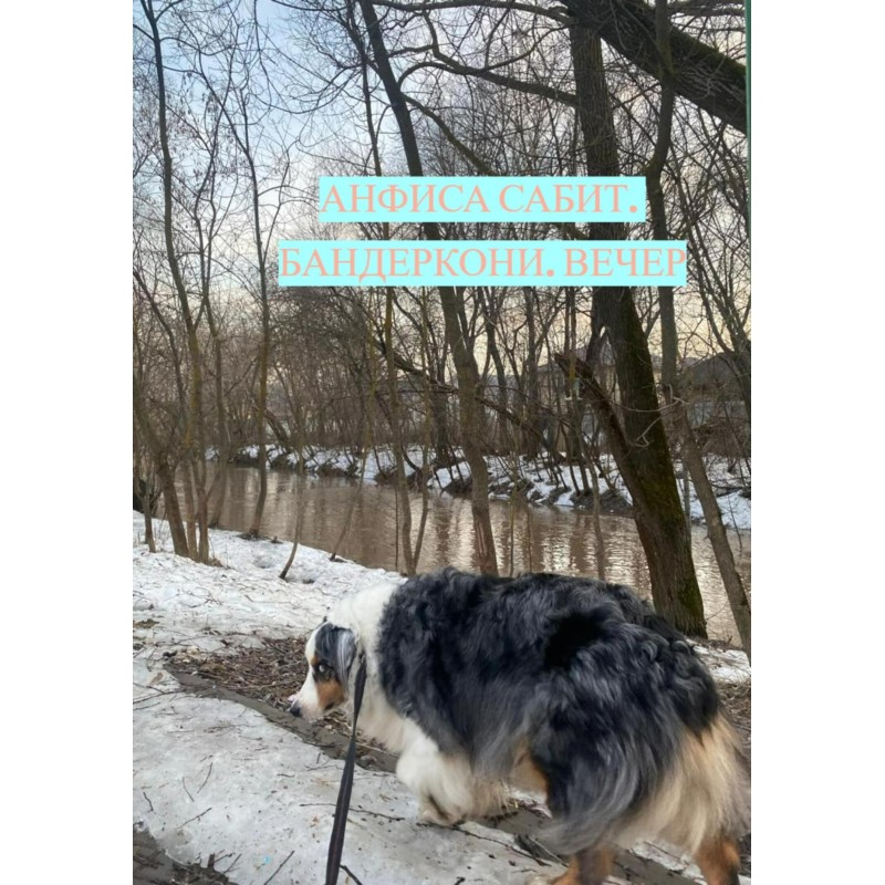 Бандеркони. Вечер