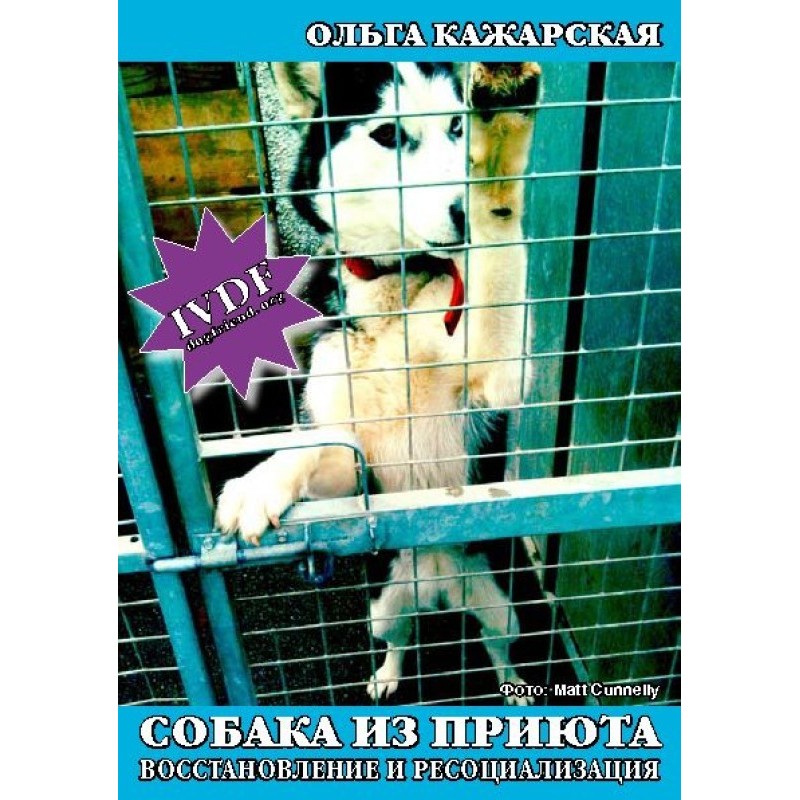 Собака із притулку....