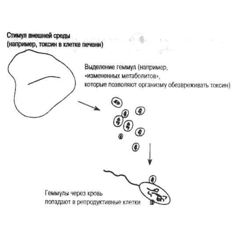 What if Lamarck is right?...