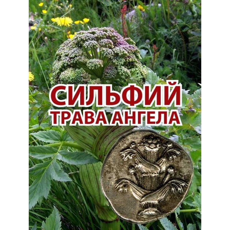 Silphium - angel herb