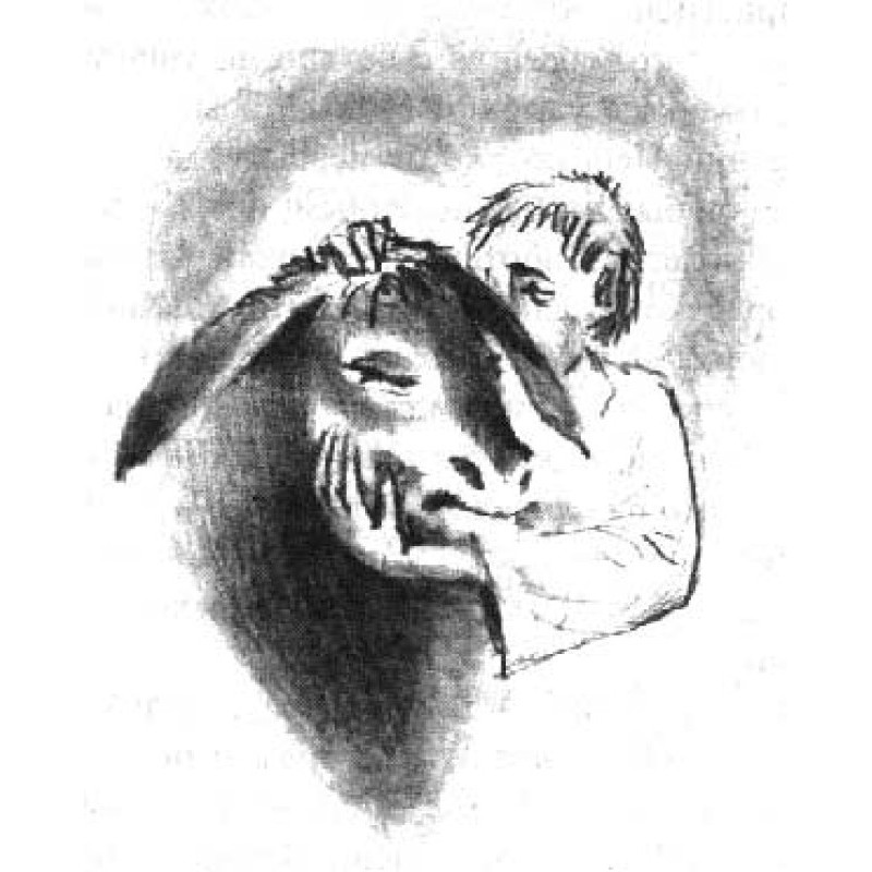 Donkey miracle