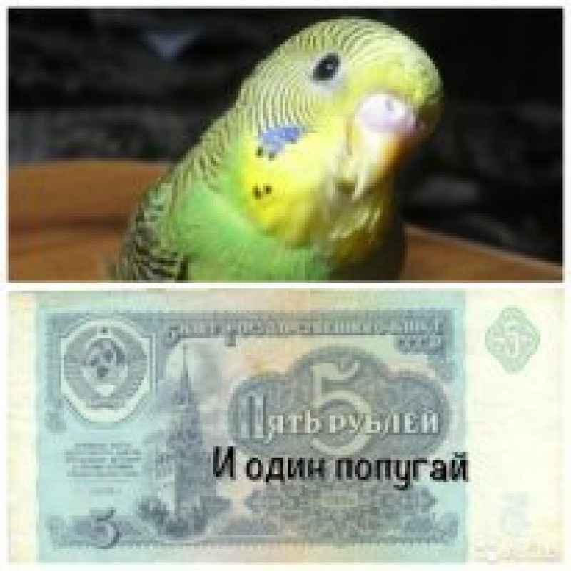 Five rubles and one parrot...