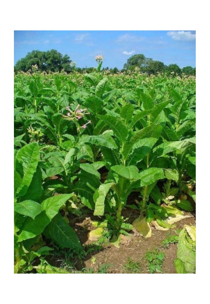 TOBACCO: grown in the non-chernozem zone