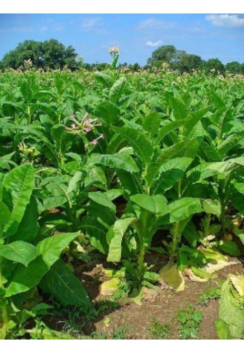 TOBACCO: grown in the non-chernozem zone