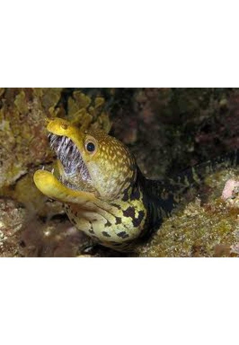 Mysterious moray eels