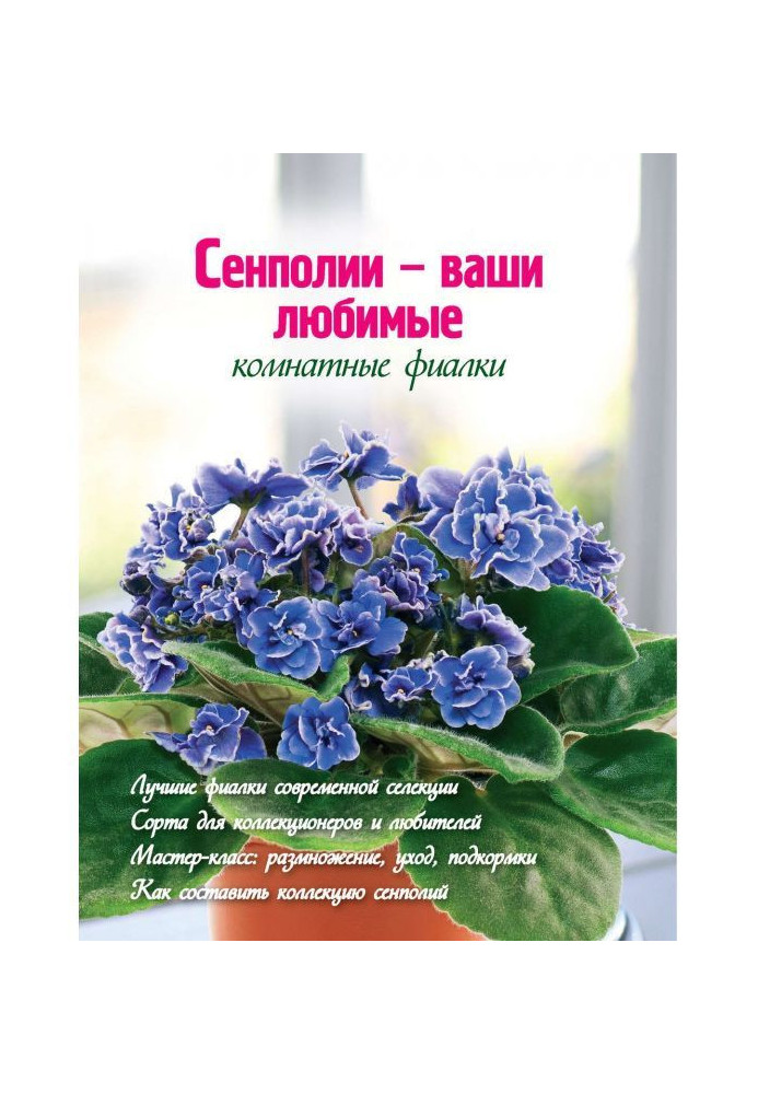 Сенполии are your favourite room violets