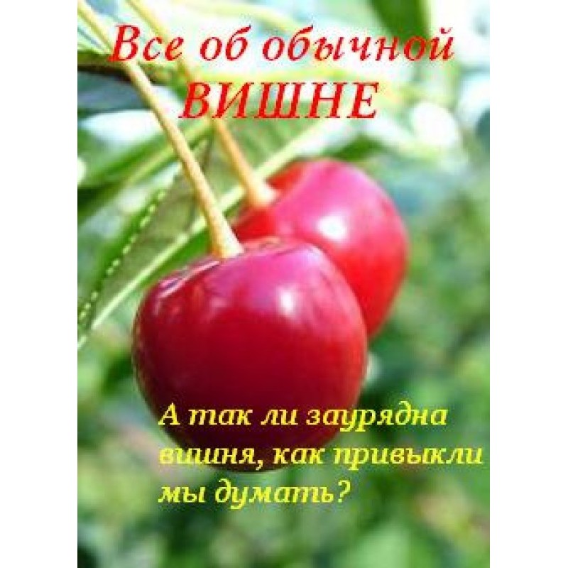 All about ordinary cherries