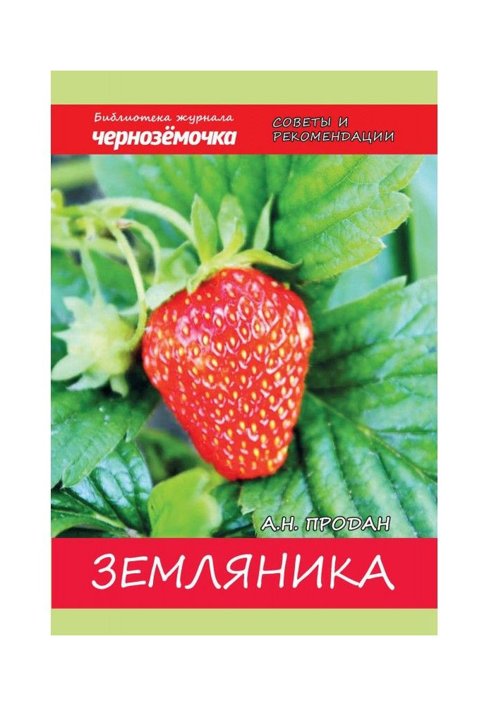 Strawberry. Experience of growing