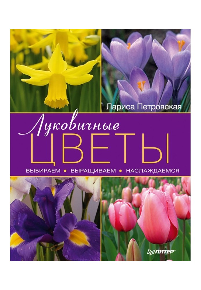 Цибульні квіти: вибираємо, вирощуємо, насолоджуємось