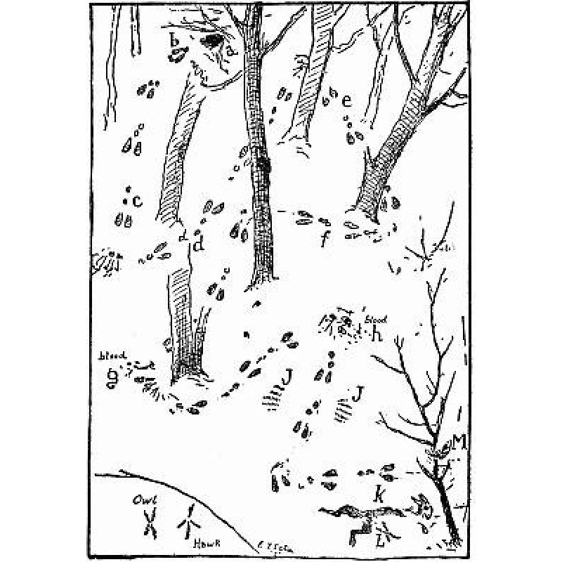Woodland Tales