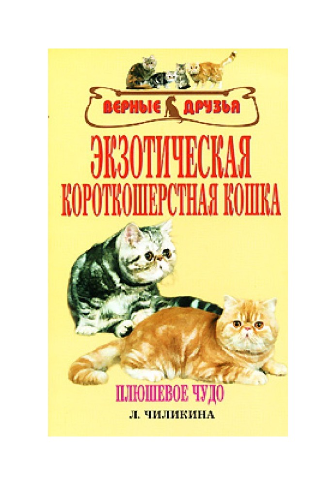 Экзотическая короткошерстная кошка