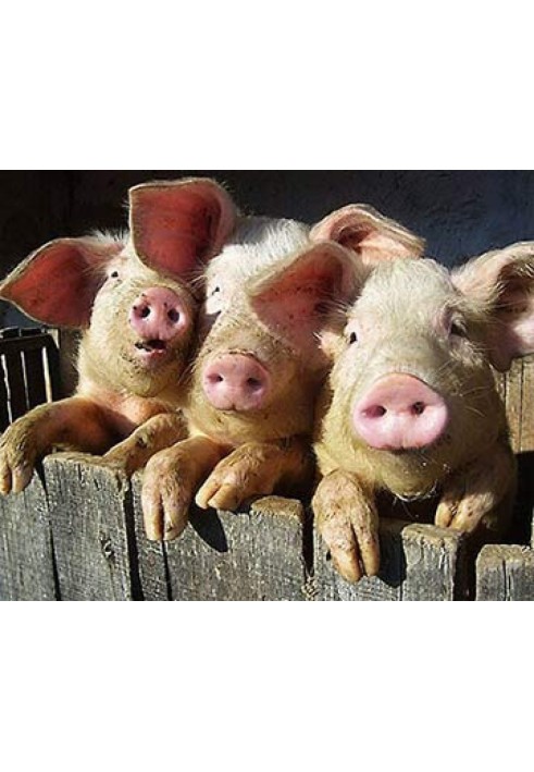 All about pig farming