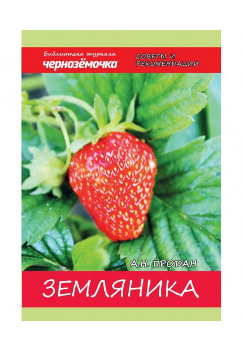 Strawberry. Experience of growing