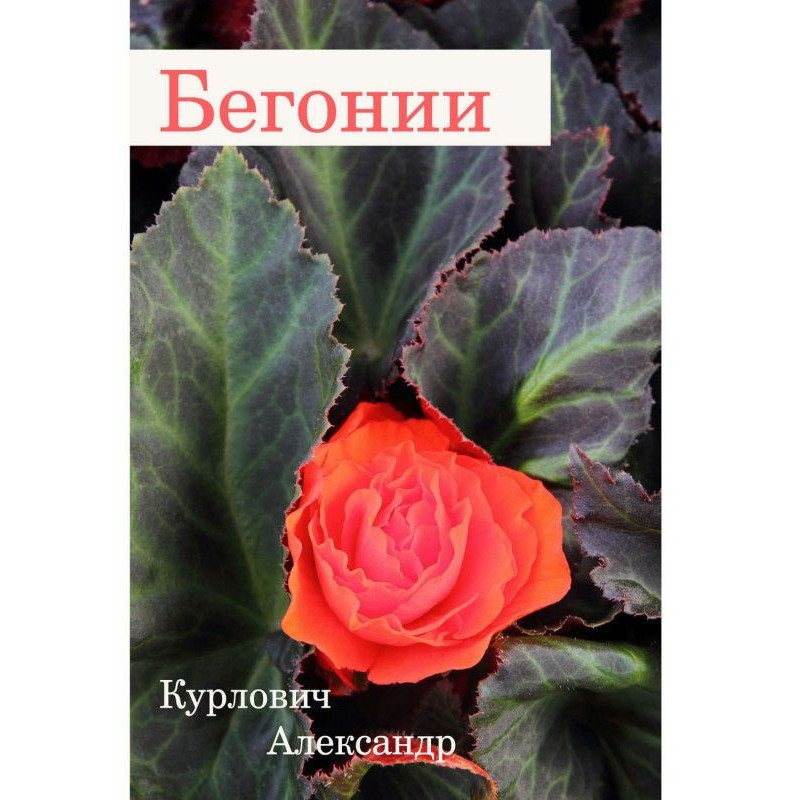 Begonias