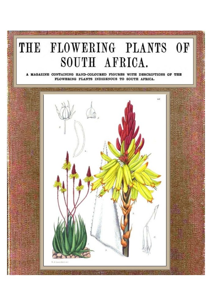 The flowering plants of South Africa; vol. 2